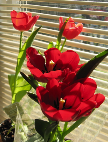 [Red+Tulips+(Blog).JPG]
