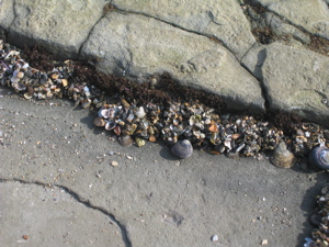[rocks+and+shells.JPG]