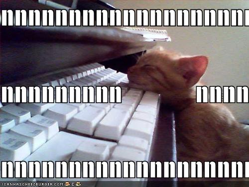 [funny-pictures-kitten-falls-asleep-on-keyboard.jpg]