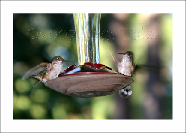 [Hummingbirds-040.jpg]