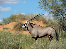 Gemsbok, famous antelope of the Kalahari