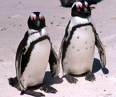 [pingviner.jpg]