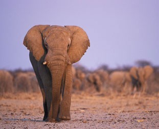 [african-elephant.jpg]
