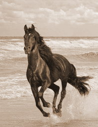 [horse-beach1.jpg]