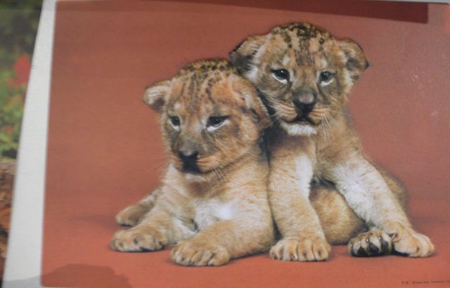 [lion+cubs.jpg]