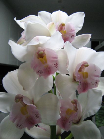 [orkideat.jpg]