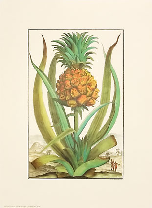 [VK2~Pineapple-Posters.jpg]