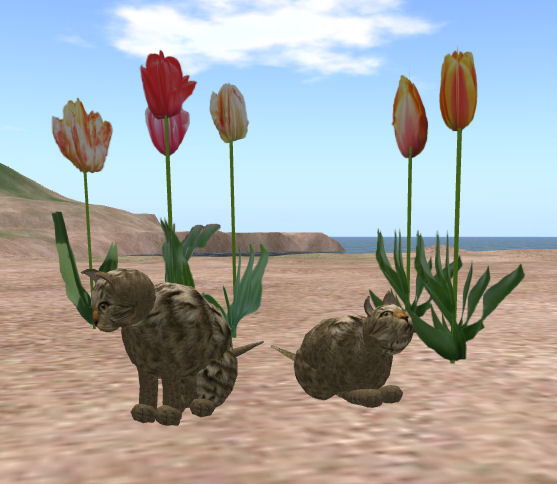 [cats+and+tulips_001.jpg]