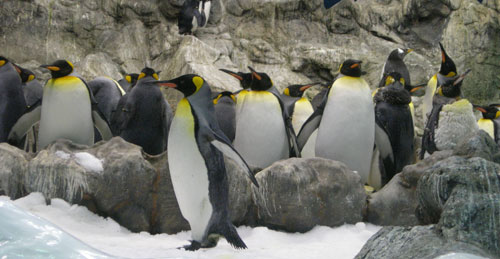 [8_pingviner.jpg]
