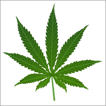 [cannabis_leaf.gif]