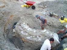 Escavação de série de vertebras caudais de saurópode, jazida PN15000. Torres Vedras, 2003