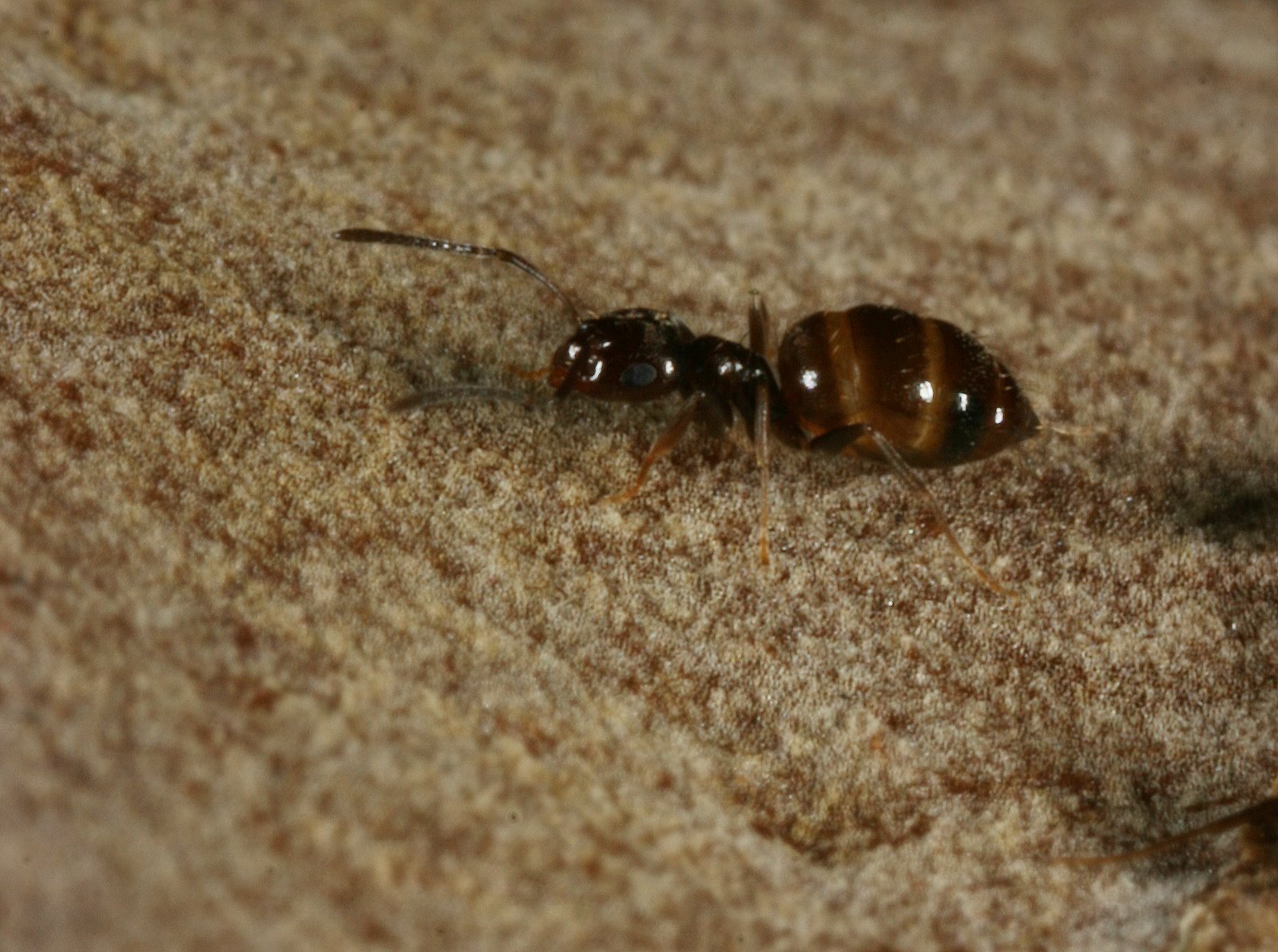 small rover ants in the genus Brachymyrmex have become a growing pest in Texas over the past four years