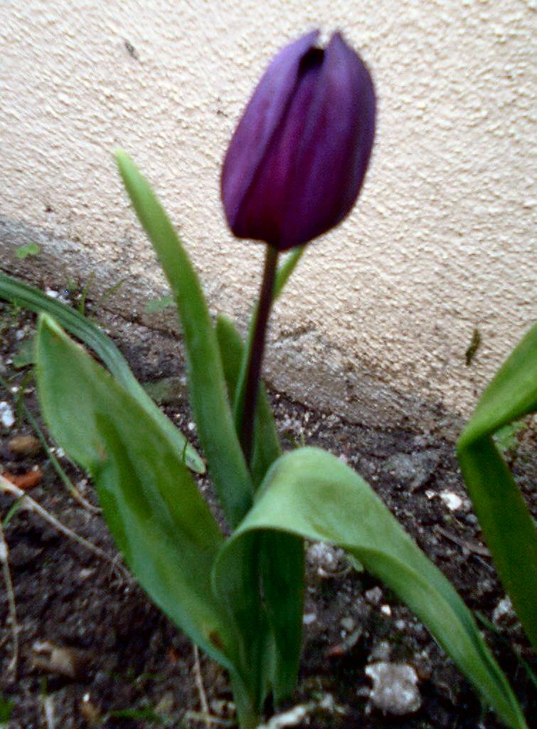 [Tulipa+negra.JPG]