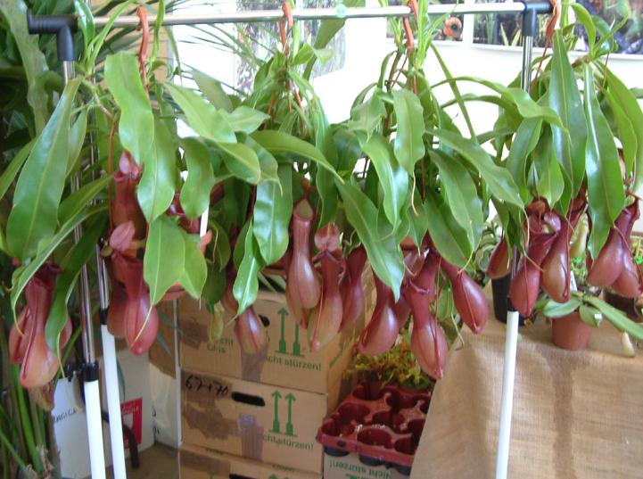 [NEPENTHES.jpg]