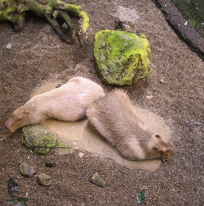 [Capybara_Montreal_Biodôme.jpg]