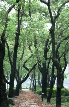 [Yuki+Taipei+trees.jpg]