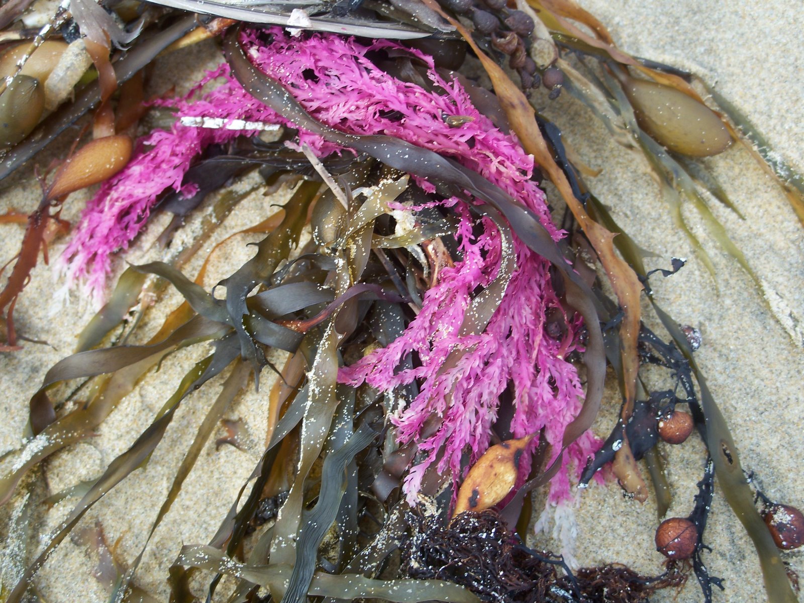 [island+-+pink+seaweed.jpg]
