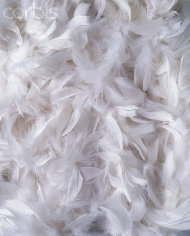 [feathers.jpg]