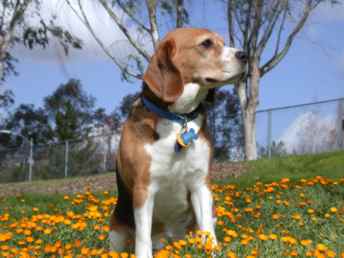 [beagle-1.jpg]