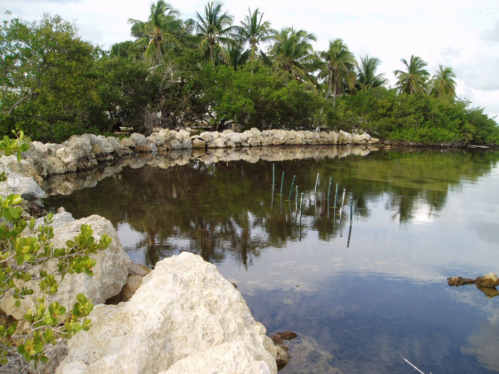 [reefball+mangroves+low+tide5+07.22.08.JPG]