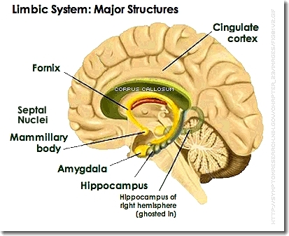 [limbic.system.jpg]