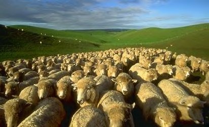 [sheep+flock.jpg]