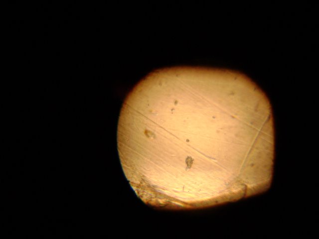 [microscopio+001.jpg]
