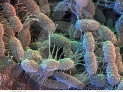 [o_Bacterias de suelo microscopio.jpg]