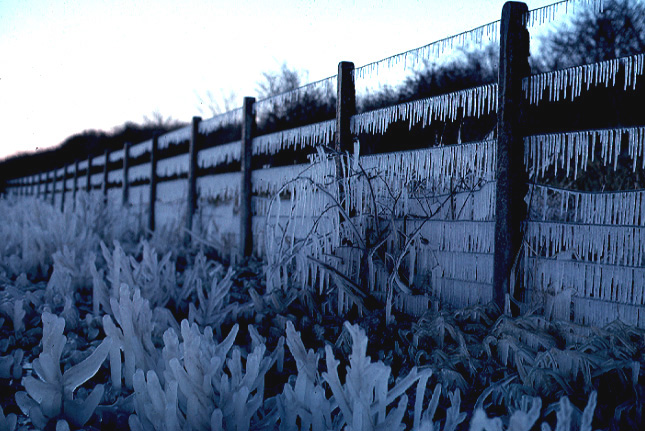 [icicles-and-plants-covered-in-ice-splashed-from-A1-road-at-East-Linton-East-Lothian-Scotland-2-OGS.jpg]
