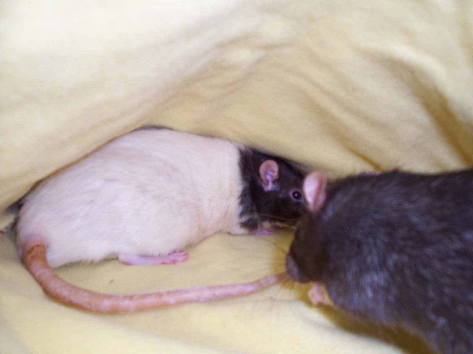 [Quark+and+Percy+in+cuddle+sack.jpg]