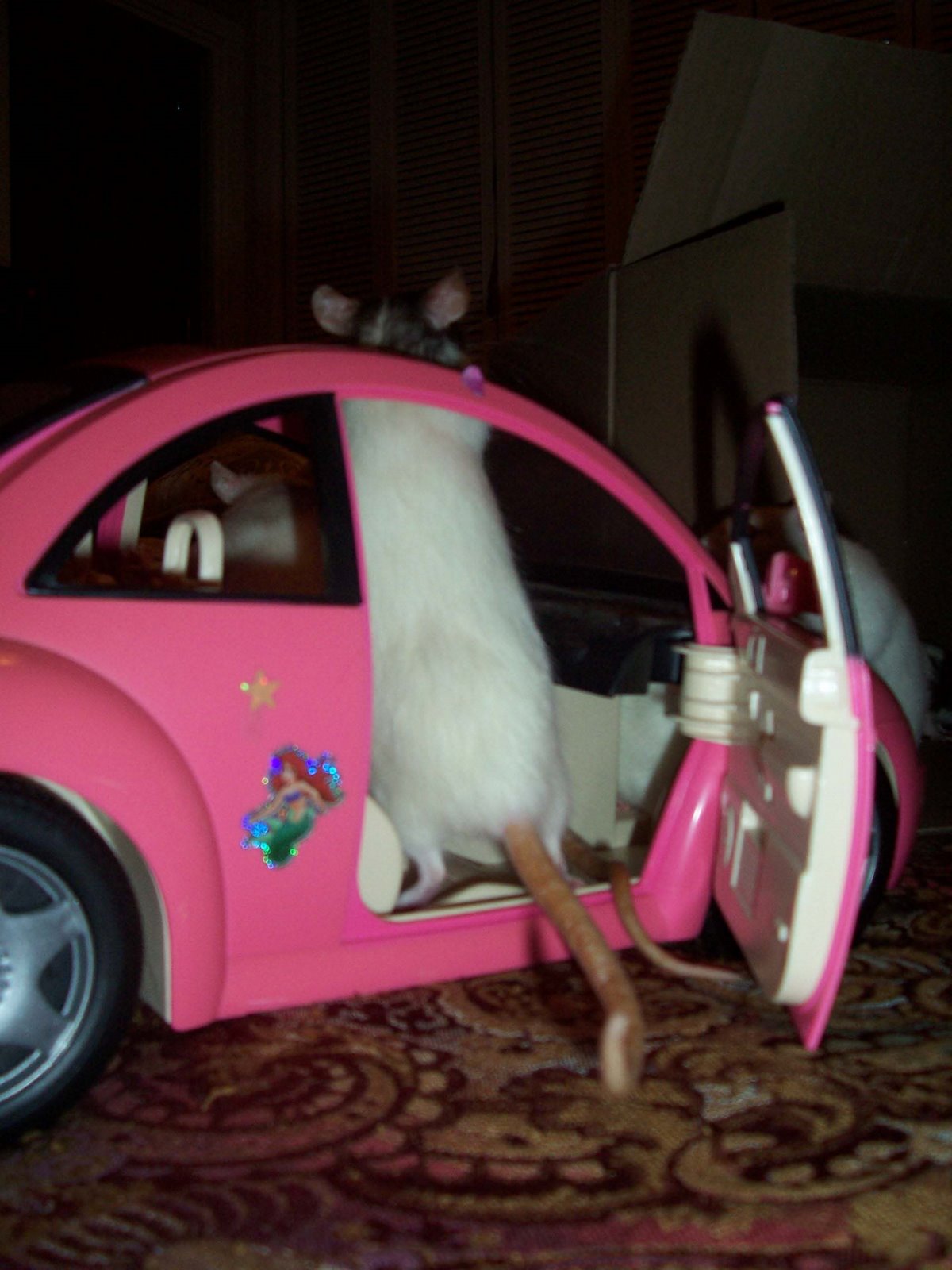 [Rats+in+car-its+got+a+sunroof.jpg]