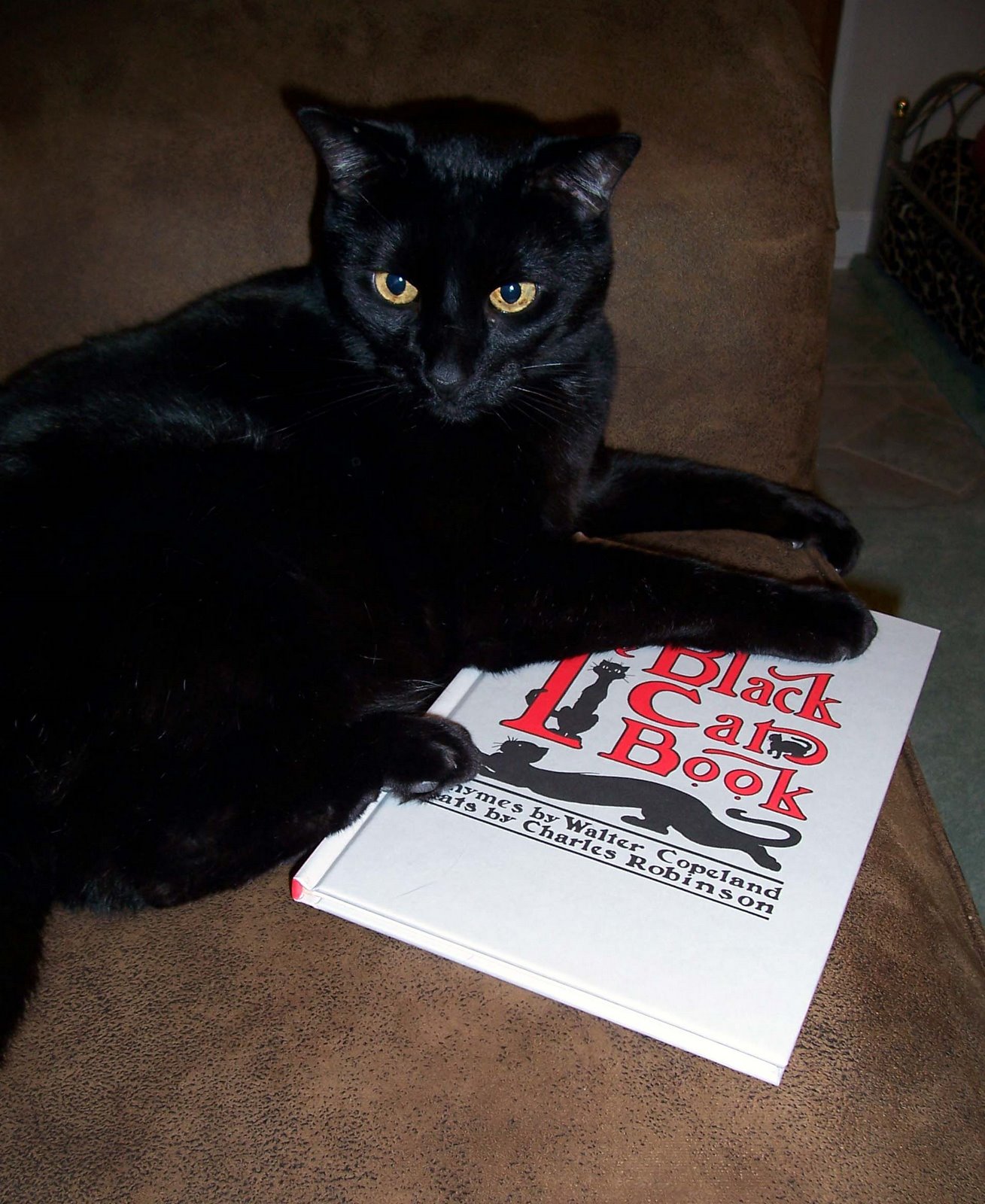 [Merlin-the+black+cat+book-fangtastic.jpg]