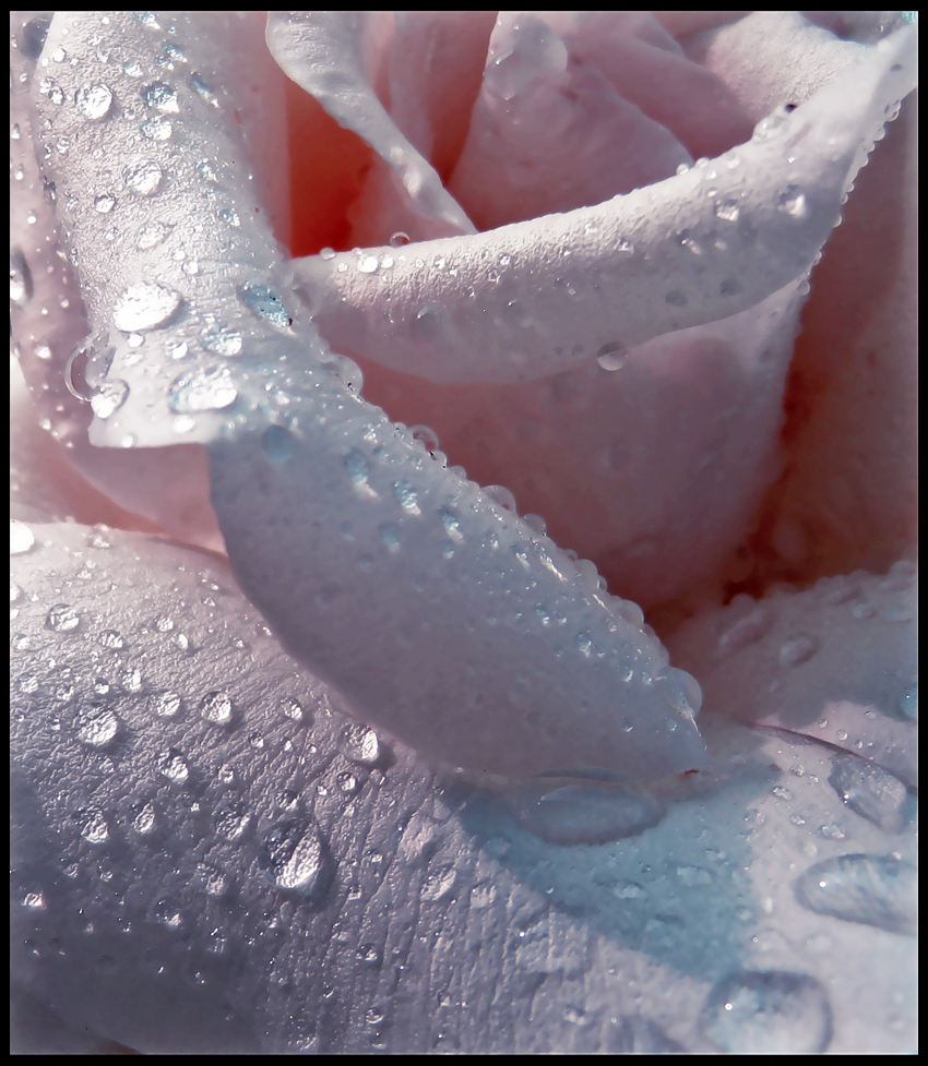 [Pink_Rose_by_Callu.jpg]