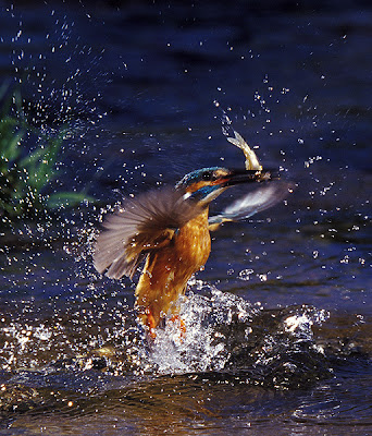 kingfisher-www.ritemail.blogspot.com0-03.jpg