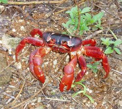 [250px-Christmas_Island_red_crab-1.jpg]