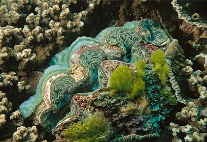 [giant-clam.jpg]