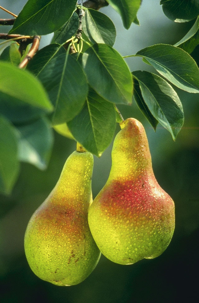 [Pears.jpg]