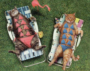 [funny-cat-picture-modest-sunbathers.jpg]