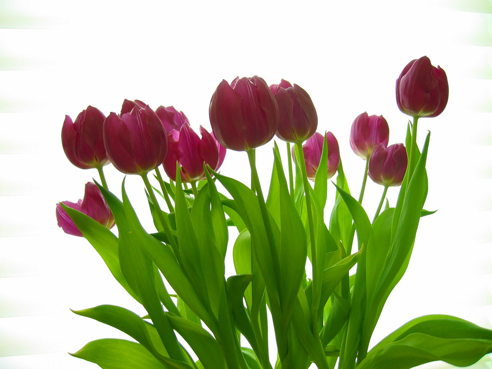 [Indoor+Tulips.jpg]