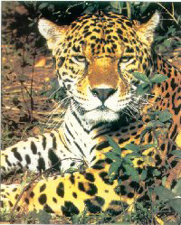 [jaguar1.jpg]