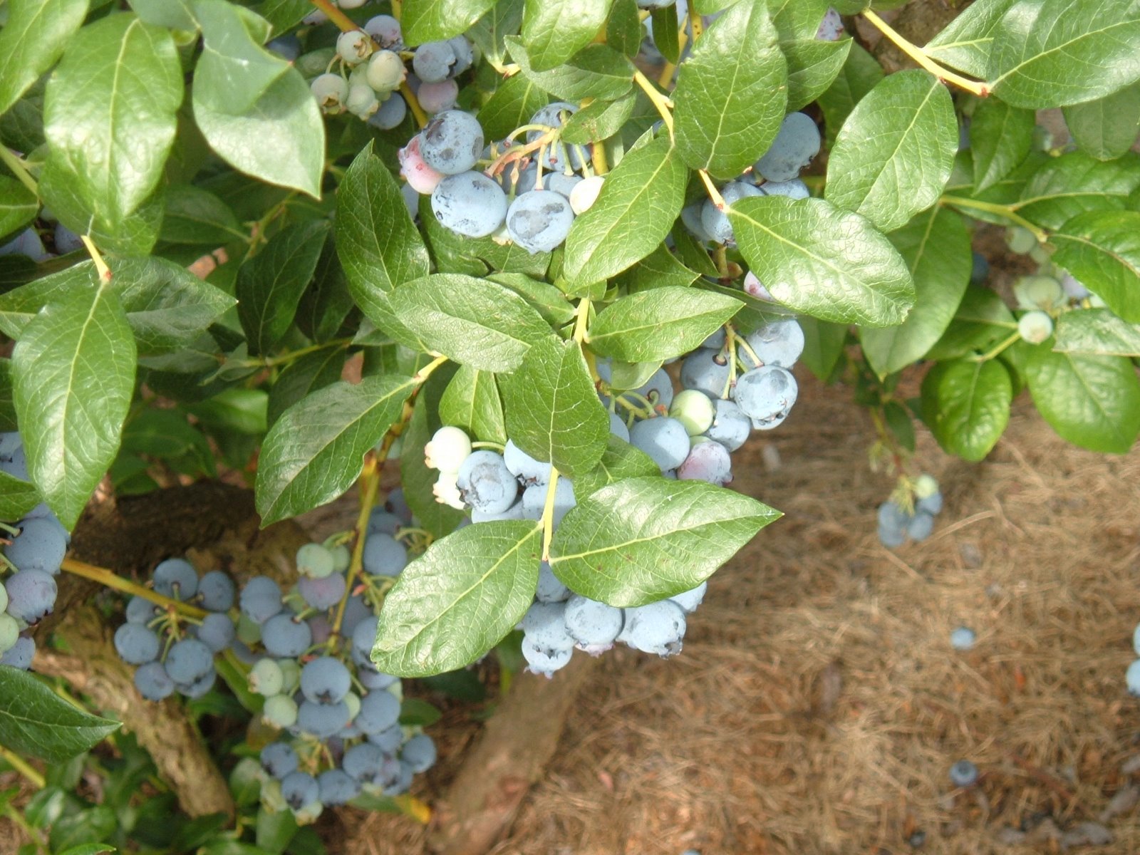 [blueberries+and+van+014.jpg]