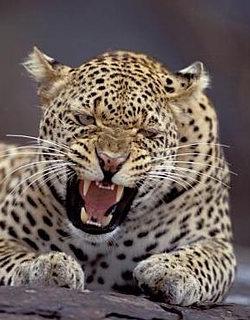 [leopard.JPG]