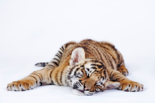 [sleeping+cub.jpg]