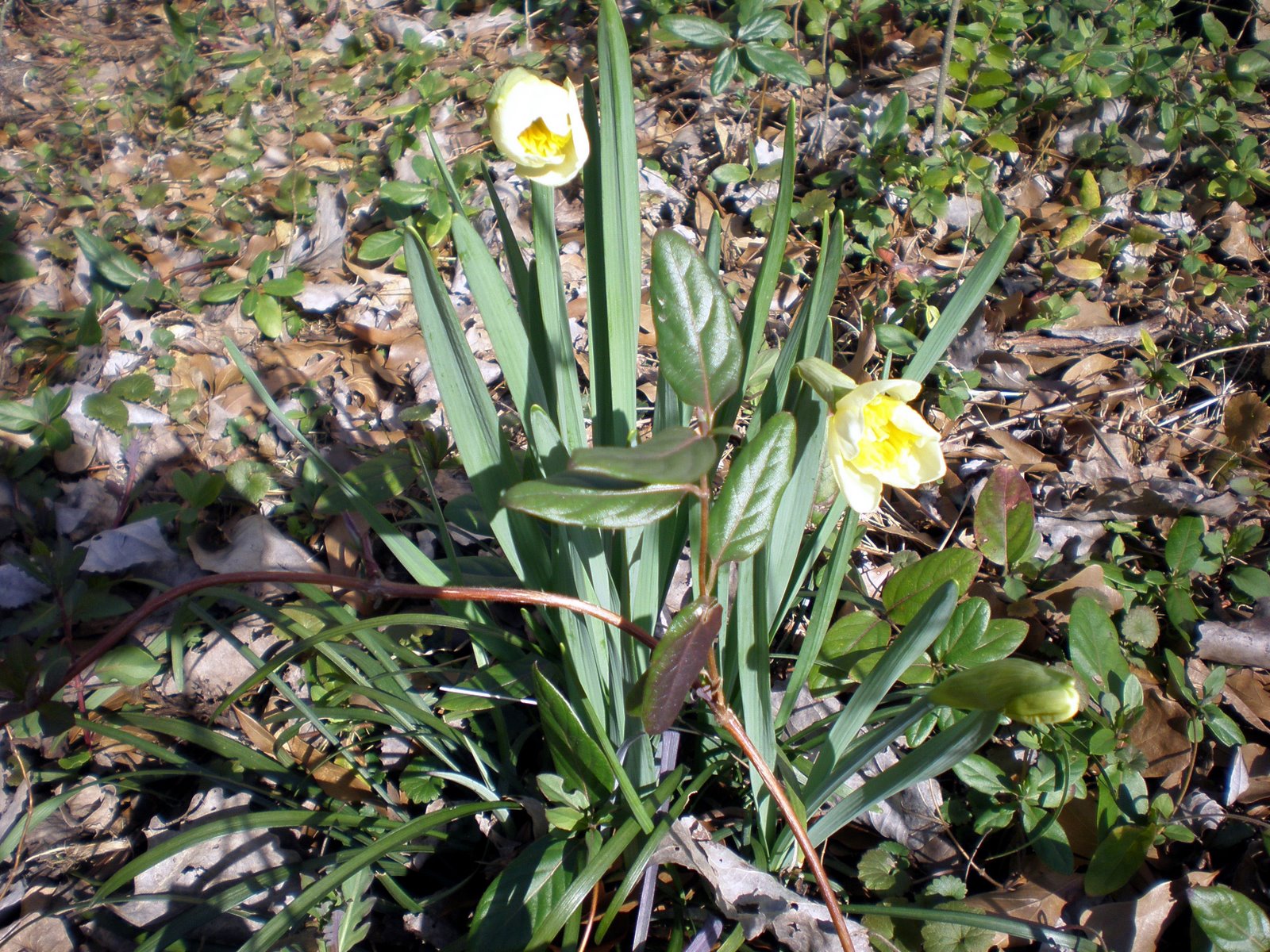 [Heirloom+Daffodils.jpg]