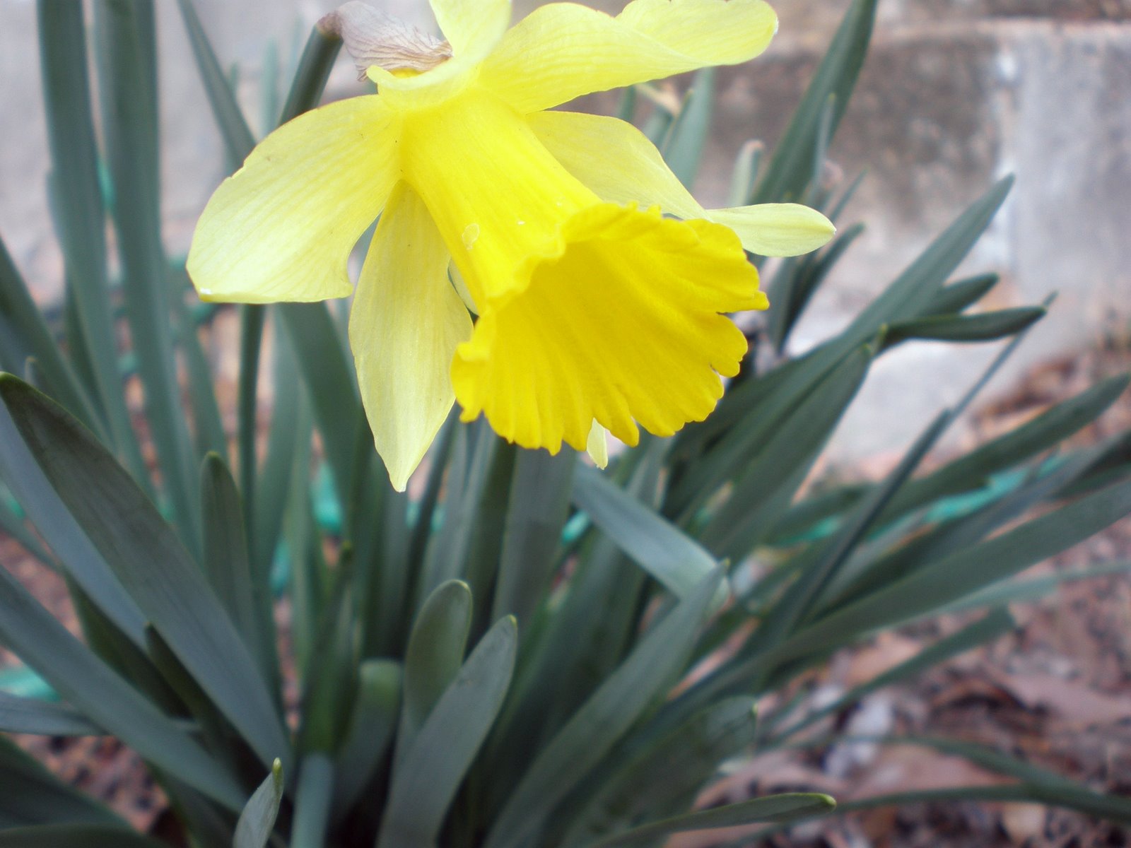 [Single+Daffodil.jpg]