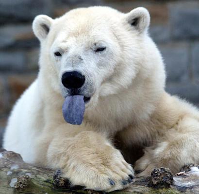 [polar-bear-tongue.jpg]