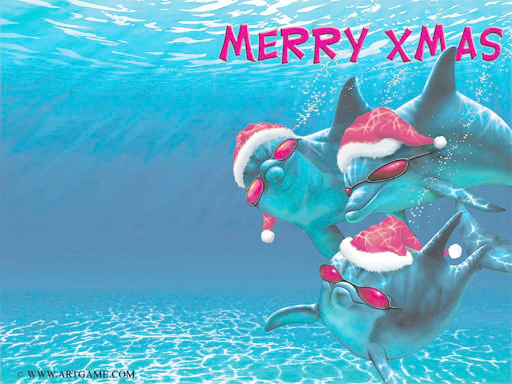 [Chistmas-Dolphins-779152.jpg]