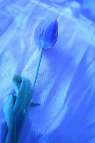 [bunga+biru.jpg]