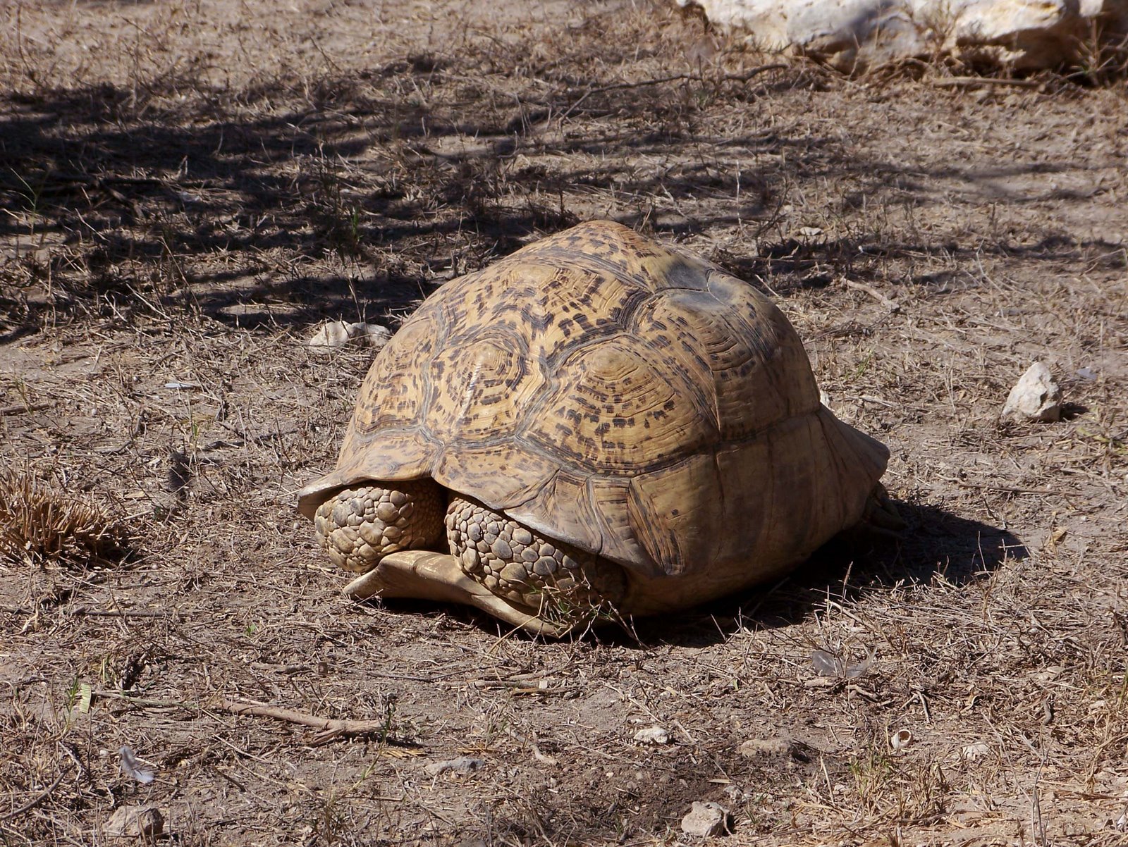 [mother+tortoise.jpg]