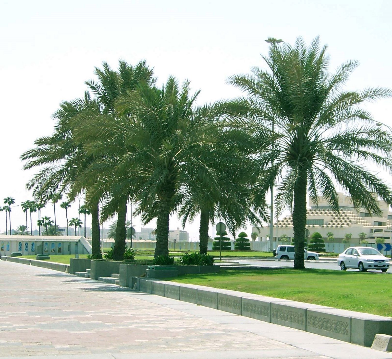 [Palms+on+the+Corniche.jpg]
